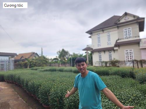 Hình ảnh Cương tóc
